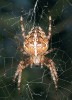 I u nás se vyskytující pavouk křižák obecný (Araneus diadematus)  ve své pavučině. Foto V. Motyčka
