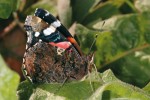 Migrující motýl babočka admirál (Vanessa atalanta). Foto V. Motyčka