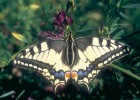Jeden z našich nejhezčích motýlů, široce rozšířený otakárek fenyklový (Papilio machaon). Foto V. Motyčka