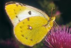 Žluťásek čičorečkový (Colias hyale) žije od severního Španělska po Zabajkalí. Foto V. Motyčka