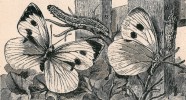 Bělásek zelný (Pieris brassicae),  samice mají dvě velké černé skvrny na líci křídel. Orig. F. A. Procházka, učebnice  J. Jandy Přírodopis živočišstva: pro nižší třídy středních škol (Praha 1922)