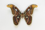 Jeden z největších motýlů světa martináč atlas (Attacus atlas) z jižní a jihovýchodní Asie, jehož rozpětí křídel bývá 16–30(34) cm. Foto L. Pavlík