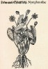 U nás kriticky ohrožený druh stojatých vod leknín bílý (Nymphaea alba)  tvoří velké bílé květy se žlutým středem. P. O. Mathioli, Herbář neboli  Bylinář (1562)