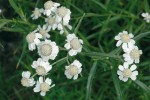 Vlhkomilný řebříček bertrám (Achillea ptarmica) se pěstuje jako okrasná nebo léčivá bylina. Foto V. Motyčka