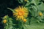 Pěstovaná i zplaňující léčivka oman pravý (Inula helenium). Silice z kořene se používá při žaludečních potížích nebo při zánětu průdušek. Foto V. Motyčka