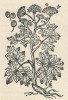 Domácí zástupce rodu bolševník – b. obecný (Heracleum sphondylium, miříkovité – Apiaceae). P. O. Mathioli, Herbář neboli Bylinář (1562)