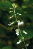Čarovník pařížský (Circaea lutetiana, pupalkovité – Onagraceae) roste v humózních a vlhčích lesích a podél lesních cest. Foto K. a J. Šírovi