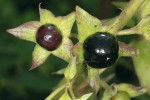 Bobule jedovaté byliny rulíku zlomocného (Atropa bella-donna). Foto V. Motyčka