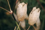 Nafouklé suché kalichy silenky nadmuté (Silene vulgaris,  hvozdíkovité – Caryophyllaceae). Foto V. Motyčka