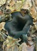 Jedlá houba stroček trubkovitý (Craterellus cornucopioides) roste poměrně hojně na podzim. Foto H. Ševčíková
