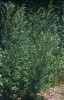 Pelyněk černobýl (Artemisia vulgaris) – hojný druh při okrajích cest  a na rumištích. Býval pro svou předpokládanou čarovnou a ochrannou moc užíván v lidové magii. Foto V. Motyčka