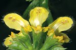 Pitulník žlutý (Lamium galeobdolon, nyní Galeobdolon luteum) z čeledi hluchavkovitých (Lamiaceae) vytváří v listnatých a smíšených lesích rozsáhlé koberce. Foto V. Motyčka