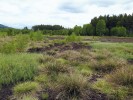 Vytěžené a doposud nerevitalizované rašeliniště Vlčí jámy na Šumavě. Foto K. Vítovcová