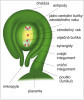 Vajíčko krytosemenných rostlin s popisem jednotlivých částí. Podle různých zdrojů kreslila R. Bošková