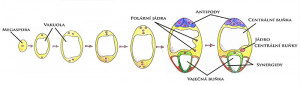 Ilustrace procesu megagametogeneze. Megaspora se třikrát mitoticky dělí bez vytváření buněčné stěny mezi jednotlivými jádry. Jádra na mikropylárním pólu zárodečného vaku se diferencují ve dvě synergidy a jednu vaječnou buňku, na chalazálním pólu se ze tří jader stanou antipody a zbývající dvě polární jádra splynou a vytvoří diploidní jádro centrální buňky. Podle: G. N. Drews a A. M. Koltunow (2011), orig. A. Náprstková
