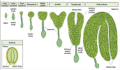 Ilustrace jednotlivých fází embryogeneze huseníčku rolního (Arabidopsis thaliana). Upraveno podle: D. Glowa (2018, https://kups.ub.uni-koeln.de/8210/)
