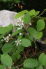 Apomiktický ostružiník žláznatý (Rubus nigricans, syn. R. pedemontanus) je v celé střední Evropě poměrně běžný zástupce ostružiníků série Glandulosi. Blanský les. Foto M. Sochor