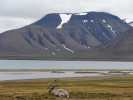Svalbard se kromě vědeckého působiště stal atraktivní turistickou destinací. Veřejnost přitahuje drsná krajina a možnost spatřit volně žijící polární živočichy. Ikonickým je třeba sob špicberský (Rangifer tarandus platyrhynchus). Foto M. Hanáček (2011) 