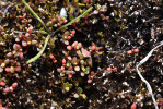 Pozoruhodnou výjimkou mezi převážně vytrvalými arktickými rostlinami je Koenigia islandica. Tato drobná jednoletka, vysoká zpravidla jen 1–3 cm, stihne během krátkého arktického léta vyklíčit, vykvést i vytvořit semena. Díky mimořádně rychlému vývoji a schopnosti vytvářet dlouhodobě životaschopnou semennou banku dokáže úspěšně přežívat i v prostředí, kde většina rostlin sází na dlouhověkost a opakované kvetení v průběhu mnoha let. Foto J. J. Borák