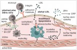 Schéma přirozené imunitní odpovědi při ateroskleróze: účast buněčné a humorální složky v průběhu rozvoje atero­sklerotického plátu. Blíže v textu.  CRP – C-reaktivní protein; faktory stimulující buněčné kolonie: GM-CSF – Granulocyte-Macro­phage Colony Stimulating Factor,  M-CSF – Macrophage-Colony Stimulating Factor; IL-6, IL-17, IL-1ß – inter­leukiny; IFN-γ – interferon gamma; LDL (Low Density Lipoprotein) – cholesterol o nízké hustotě; vrstvy cévní stěny – vnitřní intima, střední media a vnější adventicie.  Orig. M. Chumchalová, upraveno podle: A. Gisterå a G. K. Hansson (2017)