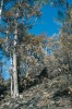 Porost na skalnatých stráních ostrova je občas vystaven požárům. Z dřevin zde převažují druhy Astrotricha pterocarpa (aralkovité – Araliaceae), přesličník  Allocasuarina littoralis a Syncarpia  glomulifera (myrtovité – Myrtaceae). Foto L. Hanel
