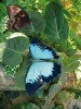 Otakárek Papilio ulysses žije v Austrálii a tropické Asii. Foto J. Hanelová