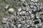 V příbojové zóně se na kamenech dokážou pevně přichytit přílipky rodu Cellana i ústřice rodu Saccostrea. Foto L. Hanel
