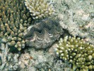 Zéva rodu Tridacna mezi korály větevníky rodu Acrophora. Foto L. Hanel