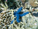 Hvězdice modrá (Linckia laevigata) má nápadné zbarvení, mohou se ale objevit i exempláře oranžové a nachové. Foto L. Hanel