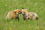 Samec lišky obecné (Vulpes vulpes) provádí grooming srsti (očistu,  odstraňování ektoparazitů) samici  na tváři v blízkosti oka.  Pohoří Ostrôžky (Javorie) na středním Slovensku, duben 2016. Foto I. Literák