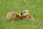 Samec lišky obecné provádí  grooming srsti samice na hrudi. Pohoří Ostrôžky (Javorie) na středním Slovensku, duben 2016. Foto I. Literák