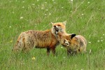 Samice a její grooming srsti samce  na bradě. Pohoří Ostrôžky (Javorie) na středním Slovensku, duben 2016. Foto I. Literák