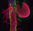 Rozhraní stonku a kořene semenáče huseníčku rolního (Arabidopsis thaliana) s prázdným semenným obalem po straně. Snímek z fluorescenčního konfokálního mikroskopu – zeleně bakterie, červeně stěny rostlinných buněk, modře chloroplasty. Foto L. Synek