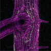 Některé druhy prospěšných bakterií vstupují do kořenů mikrodutinami kolem bází postranních kořenů, nebo dokonce aktivně naleptávají spoje mezi buňkami kořenové pokožky. Foto L. Synek