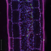 Bakterie rodu Enterobacter mezi buňkami stonku semenáče huseníčku. V mezi­buněčných prostorech se mohou volně pohybovat. Zeleně bakterie, fialově stěny rostlinných buněk, modře chloroplasty. Foto L. Synek