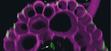Kolonie bakterií (označena šipkou) uvnitř kořene huseníčku. 3D rekonstrukce ze série mikroskopických snímků. Foto L. Synek