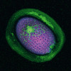 Semeno huseníčku se svým pektinovým obalem kolonizovaným prospěšnými bakteriemi z rodu Enterobacter (zeleně). Dvě masivní kolonie se nacházejí přímo na povrchu semene. Jeden den po umístění semene na agarové médium s bakteriemi. Foto L. Synek