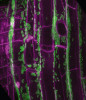 Prospěšné bakterie rodu Pseudomonas na povrchu kořene huseníčku. Zeleně bakterie, fialově stěny rostlinných buněk. Foto L. Synek