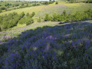 Vikev tenkolistá (Vicia tenuifolia) na rozsáhlých plochách starších úhorů dává kopcovité krajině Banátu v květnu lehce fialově modrý nádech. Foto P. Kovář
