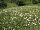 Přibližně pětiletý úhor s dominancí kopretiny bílé (Leucanthemum vulgare), čekanky obecné (Cichorium intybus) a tromínu prorostlého (Smyrnium perfoliatum). Foto P. Kovář