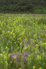 Středně starý semixerotermní úhor s dominancí kokrhele většího (Rhinanthus rumelicus), mateřídoušek (Thymus spp.) a šalvějí (Salvia spp.). Foto A. Veselý