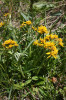 Starček kraňský (Senecio carniolicus agg.), rostlina osídlující vyšší polohy Alp a Karpat, patří se svými 8 zdokumentovanými cytotypy (2x, 3x, 4x, 5x, 6x, 7x, 8x a 9x) mezi evropské rekordmany. Foto M. Čertner