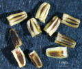 Plodem heřmánkovce jsou drobné jednosemenné nažky se třemi charakteristickými žebry na ventrální („spodní“) straně a dvěma okrouhlými žlázkami  na straně dorzální („vrchní“). Foto M. Čertner