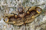 Noční motýl Brahmaea hearseyi je typickým zástupcem málo početné čeledi Brahmaeidae, rozšířené převážně v tropech a subtropech Afriky a jihovýchodní Asie.  Foto P. Kočárek