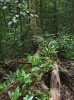Důležitým mikrostanovištěm pro brouky lesů Bornea jsou, stejně  jako u nás, padlé rozkládající se kmeny. Foto F. Trnka