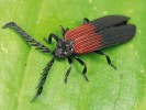 Zástupci čeledi dlouhoústcovití (Lycidae) posedávají na listech nízko  nad zemí. Jejich larvy vyhledávají tlející dřevo. Příklad z rodu Cautires. Foto F. Trnka 