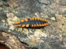 Zástupci čeledi dlouhoústcovití (Lycidae) posedávají na listech nízko  nad zemí. Jejich larvy vyhledávají tlející dřevo. Příklad z rodu Lycostomus. Foto F. Trnka
