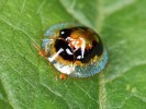 Mandelinky podčeledi Cassidinae reprezentují např. štítonoš Malayocassis hilaris. Foto F. Trnka