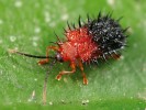 Mandelinky podčeledi  Cassidinae reprezentují např. trnáč rodu Dactylispa. Foto F. Trnka