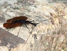 Plošec sundský (Mormolyce phyllodes) – typický střevlíkovitý brouk  tropické jihovýchodní Asie přizpůsobený životu pod kůrou stromů. Foto F. Trnka